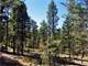 5 Acre Property Close National Forest Photo 4