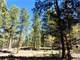 5 Acre Property Close National Forest Photo 8