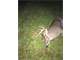 Alabama Managed Hunting Land White Tail Deer Turkey Dove Photo 10