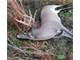 Alabama Managed Hunting Land White Tail Deer Turkey Dove Photo 9