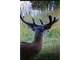 Quality White-Tail Deer Hunting Property in Osceola IA Photo 10