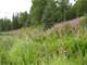 5 Acres ON Derf Lake Alaska Photo 4