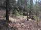 Woodedbuildable Land Clark Cty Humbird WI 48.58 Acres Photo 14