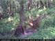Trophy Hunting Property in Buffalo County WI Photo 9