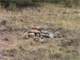 Perfect Property for a Hunting or Get Away Cabin Photo 7
