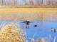 Rainbow Hunting Club Located in Mississippi Flyway Illinois River Bottom Photo 9