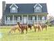 Alpaca Farm for Sale -Beautiful Home- Outbuildings and 10- Acres