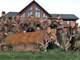 Auction- Trophy Whitetail Hunting Lodge