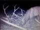 Forested Colorado Hunting Property in San Luis Valley