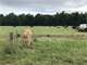 Grade a Processing Plant ON 201 Acre Dairy Farm for Sale