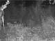 Hunting Property Bordering 2200 Acres State Land