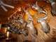 Legacy Trophy Hunting Camp in Southwestern Wisconsin