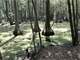 North Florida Hunting Property for Auction Ashville Hwy
