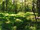 Potential Hunting Compound ON Majestic Beaver Island